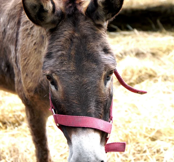 Close up of a domestic brown donkey