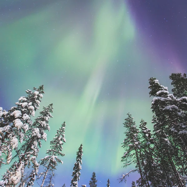 Beautiful picture of massive multicoloured green vibrant Aurora