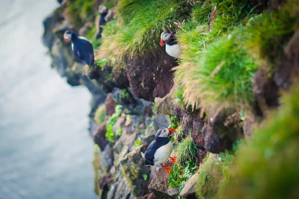 Beautiful vibrant picture of Atlantic Puffins on Latrabjarg cliffs - western-most part of Europe and Europe\'s largest bird cliff, Iceland