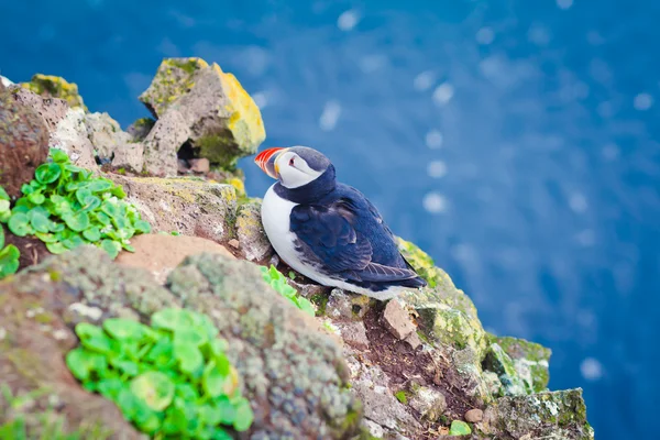 Beautiful vibrant picture of Atlantic Puffins on Latrabjarg cliffs - western-most part of Europe and Europe\'s largest bird cliff, Iceland