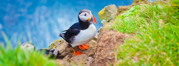 Beautiful vibrant picture of Atlantic Puffins on Latrabjarg cliffs - western-most part of Europe and Europe's largest bird cliff, Iceland