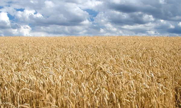 Grain field horizontal landscape