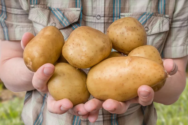 Farmer is showing and holds big potatoes in hands.