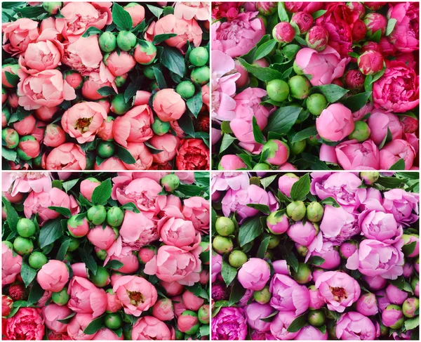 Lots of pretty and romantic violet and pink peonies in floral shop