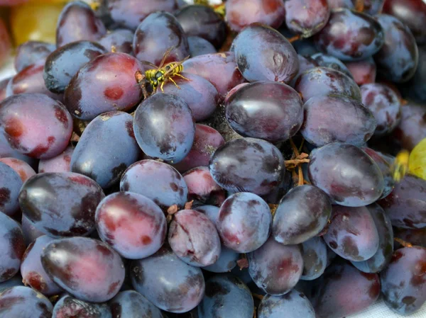 Blue, purple and green sweet grapes