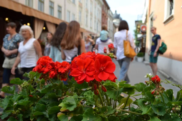 Cityscape of Lviv downtown, summer flowers and people