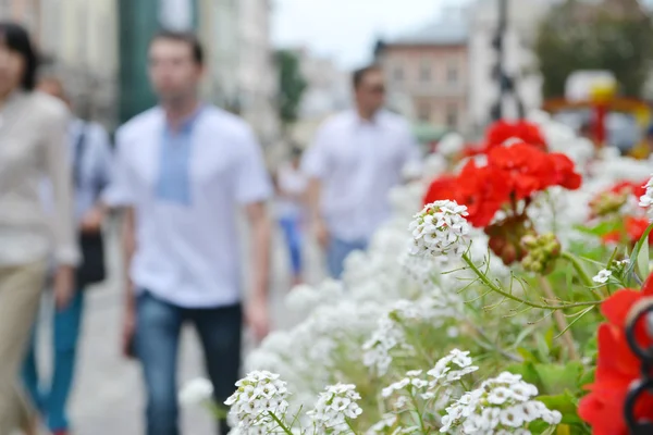 Cityscape of Lviv downtown, summer flowers and people