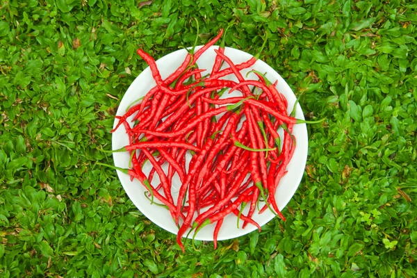 Chili peppers on the green grass