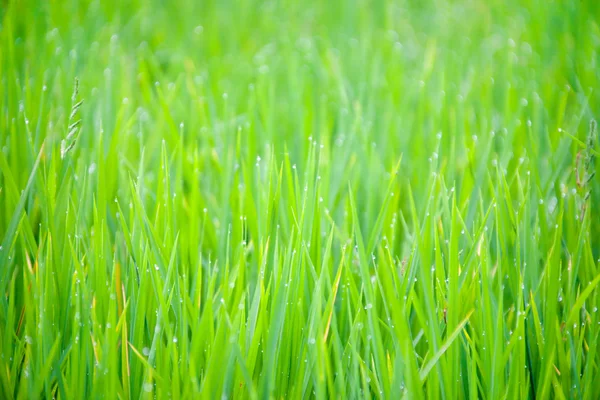 Grass with drops of morning dew