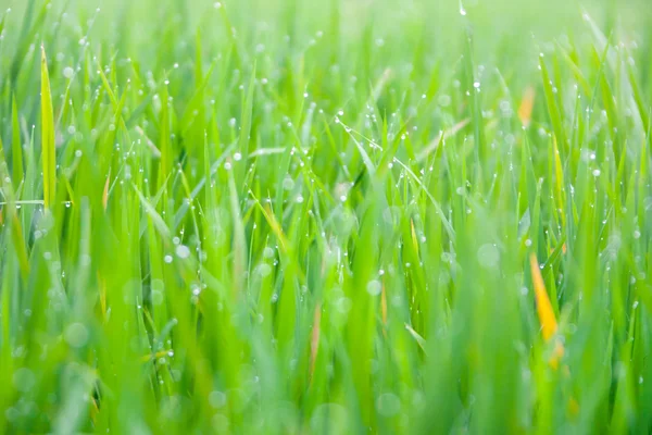 Grass with drops of morning dew