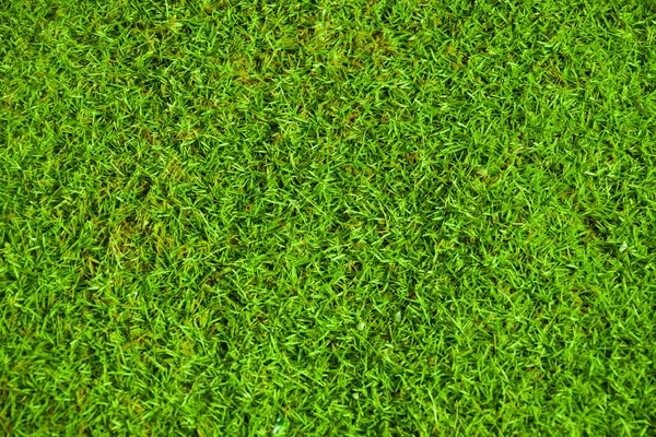 Green short cut grass