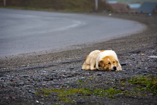 Old dog lying