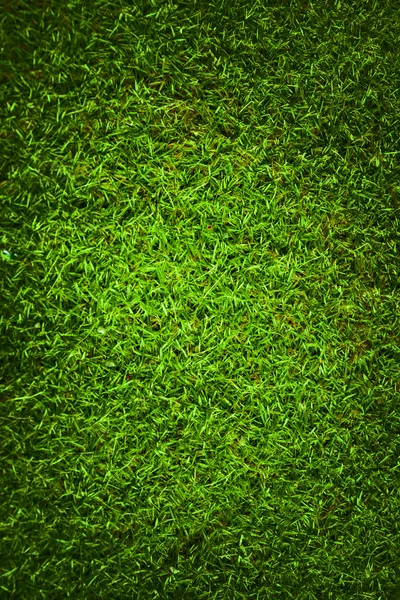 Green short cut grass