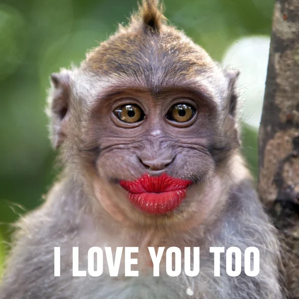 Funny monkey with a red lips