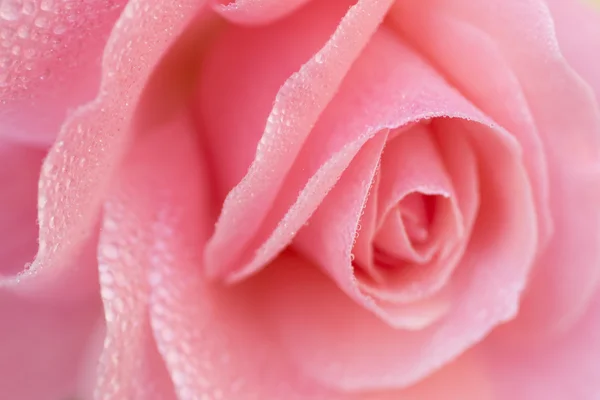 Beautiful petals of rose flower