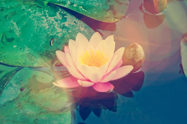 Colorful lotus flower in water