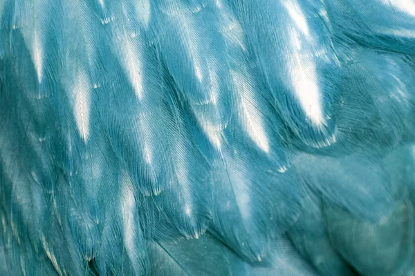 Closeup hen blue feathers texture