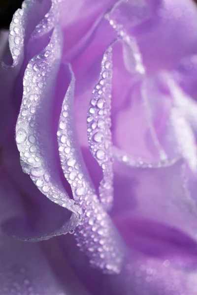 Beautiful petals of rose flower