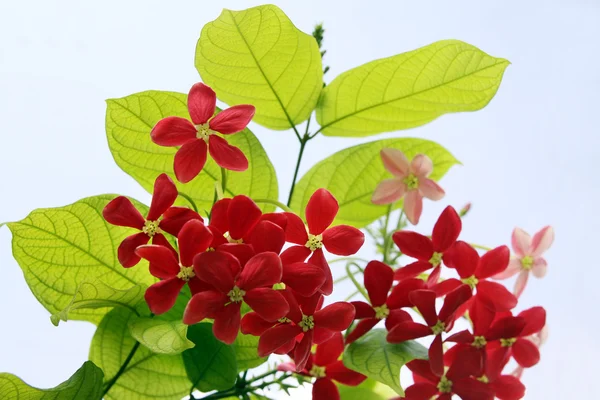 Red flowers exotic lianas Combretum indicum