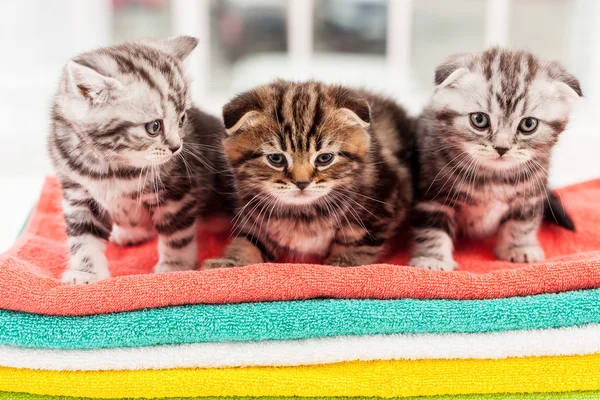 Three curious kittens.