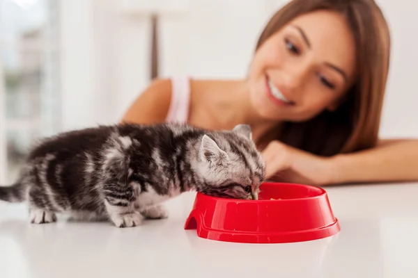 Little kitten eating food from the bowl