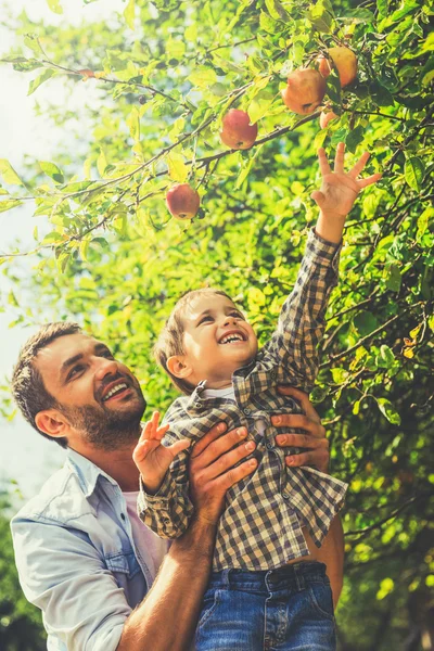 Little boy stretching out hand to apple