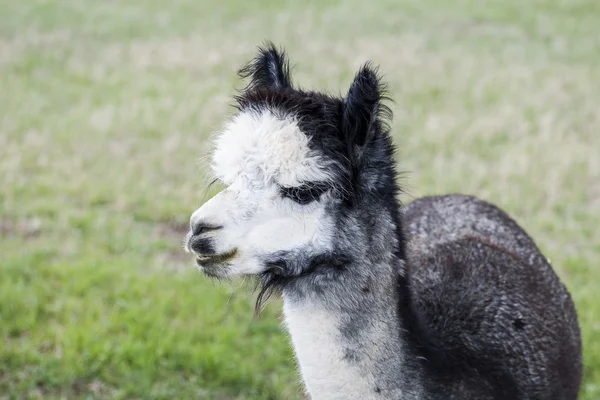 Rose Gray Alpaca