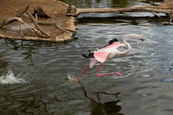 Flamingos Running On Water To Fly