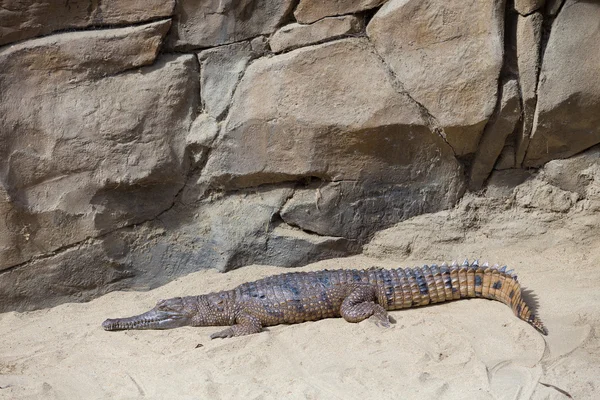 Crocodile at Animal Reptile Sanctuary