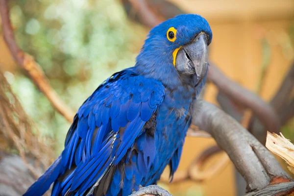 Blue Parrot Bird