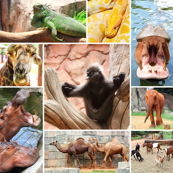 Animals at Nakhon Ratchasima zoo