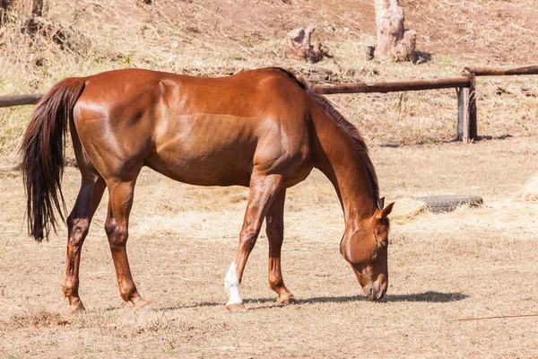 Horse Ponies Closeup Portrait