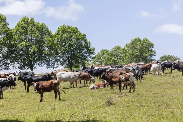 Cattle Bulls Cows Farming