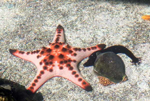 Black sea cucumber and Starfish and shellfish