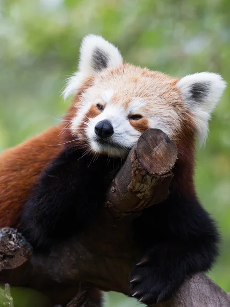 Cute red panda on the tree