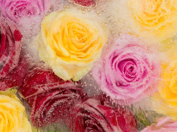 Bright abstraction with frozen roses