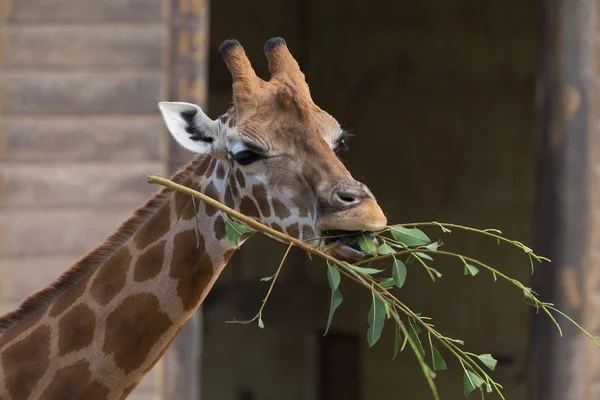 Cute giraffe eating