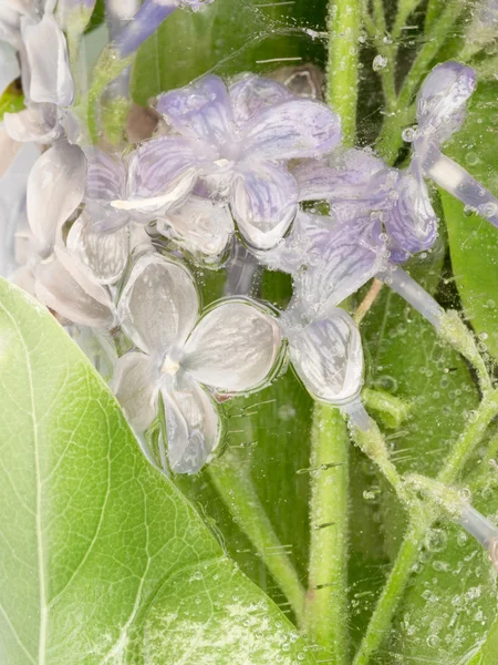 Lilac transparent ice