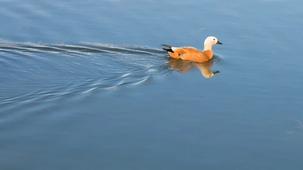 Duck floats on smooth water