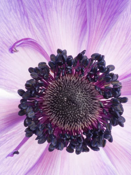 Flower purple anemone