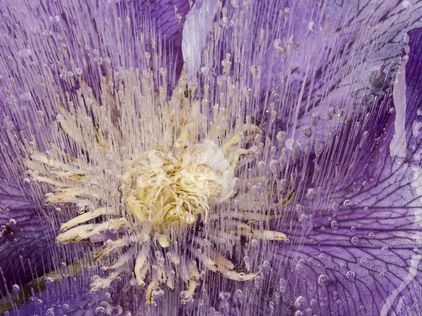 Abstraction of beautiful flowers in ice