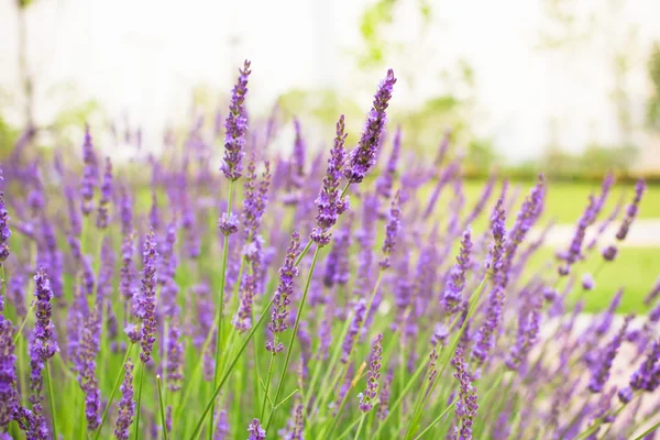 Lavender flowers blooming in summer time in Tokyo, Japan