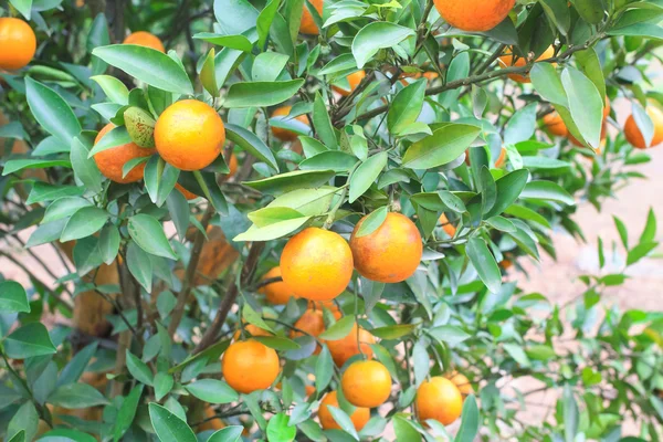 Orange plantation in chiangmai thailand