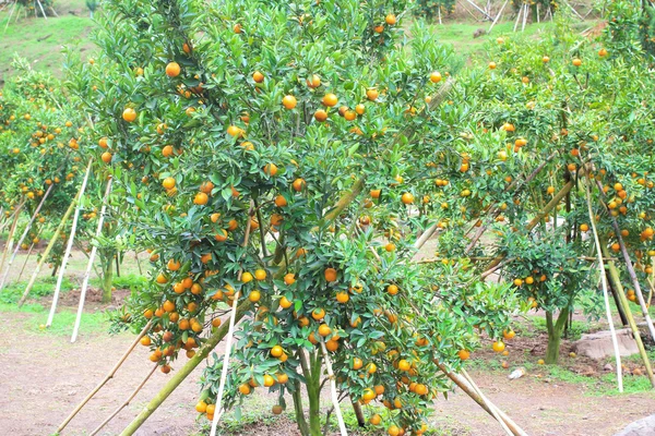 Orange plantation in chiangmai thailand