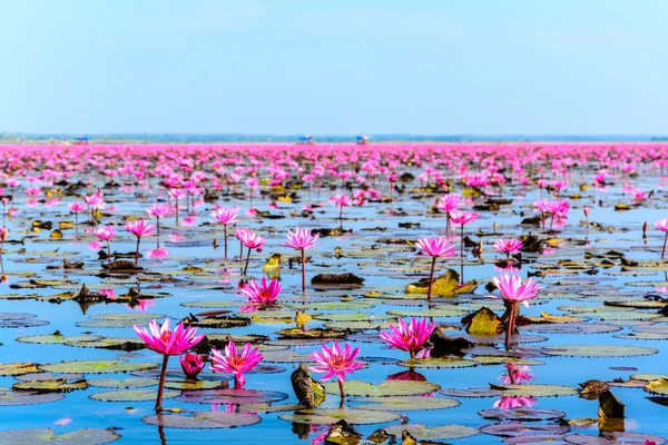 Sea of pink lotus in Udon Thani, Thailand