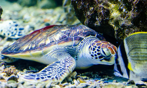 Turtle living in the Red Sea