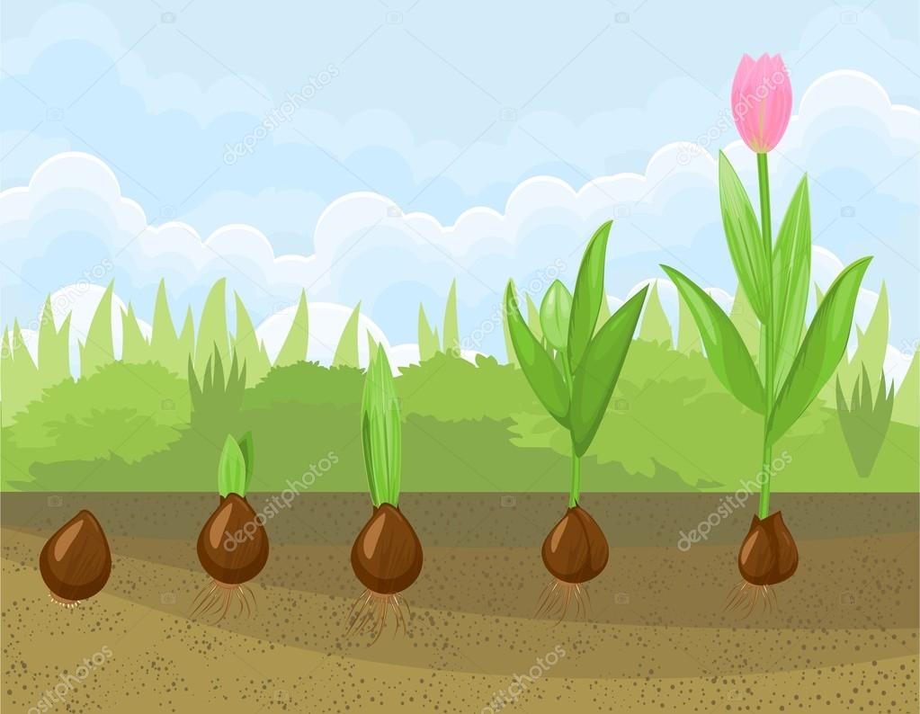 Od Cebulki Do Tulipana Historyjka Obrazkowa Etapa de crecimiento de tulipán — Vector de stock #100550884