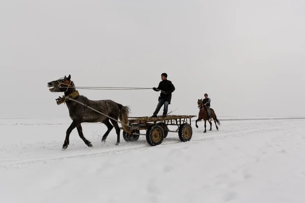 Young men ride horses and carts on the snowy fields of Guroymak province in Mus,Turkey