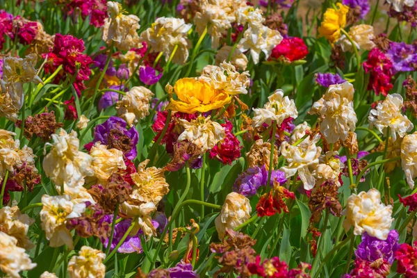 Colorful rotten flowers