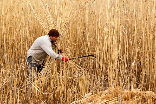 Workers harvest reeds and bulrush from the Lake Eber in Afyon